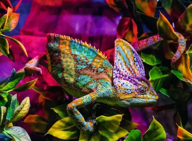 Ravensburger Chameleon 500 Piece