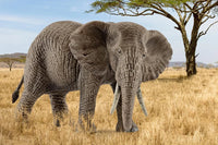 African Elephant Female - Schleich Wild Life 14761