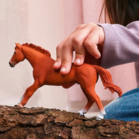 Schelich Horse Club English Thoroughbred Stallion