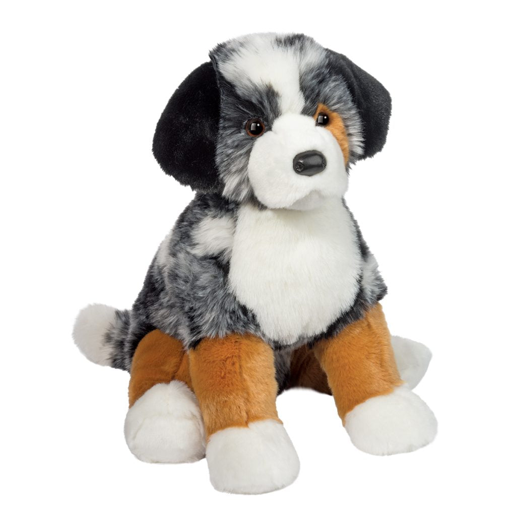 Douglas Aspen Australian Shepherd