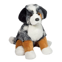 Douglas Aspen Australian Shepherd