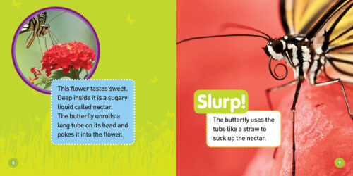 National Geographic Kids Explore My World Butterflies