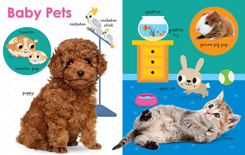 My First Canadian Baby Animals