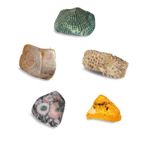 Thames & Kosmos I Dig It! - Fossils - Real Fossils Excavation Kit