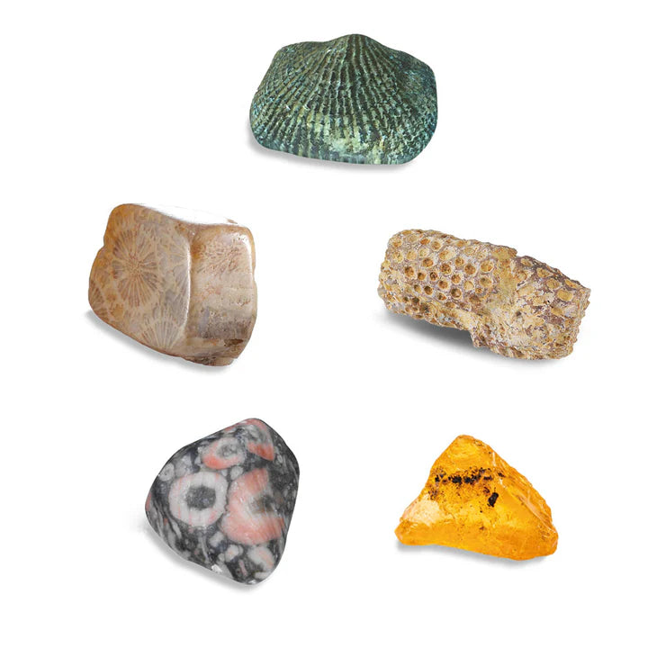 Thames & Kosmos I Dig It! - Fossils - Real Fossils Excavation Kit