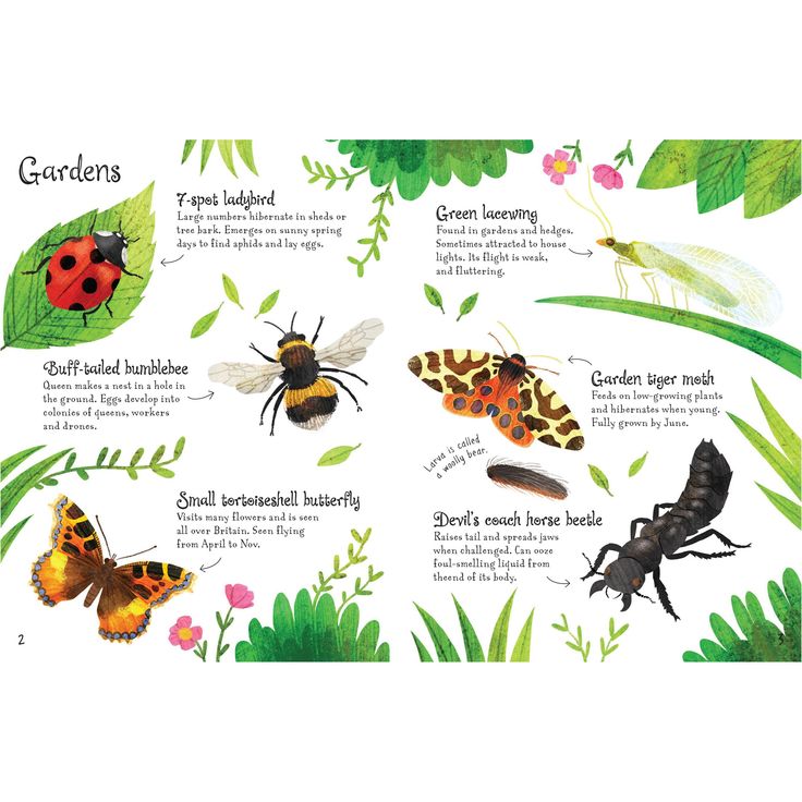 Usborne Minis Bugs To Spot