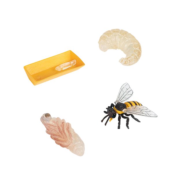 Bee Life Cycle