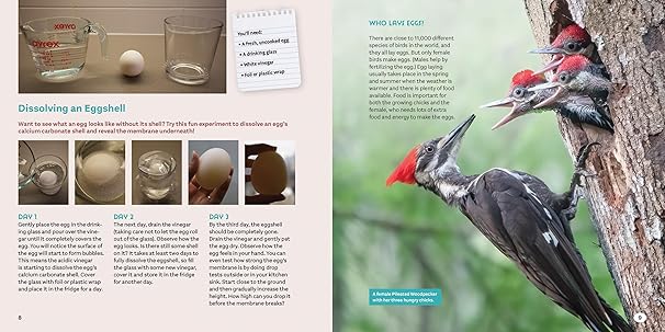 Bird Eggs : A Young Naturalist's Guide