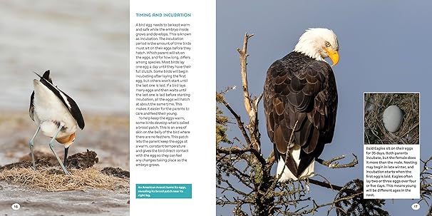 Bird Eggs : A Young Naturalist's Guide