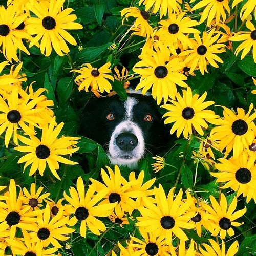 Andrew Knapp Find Momo