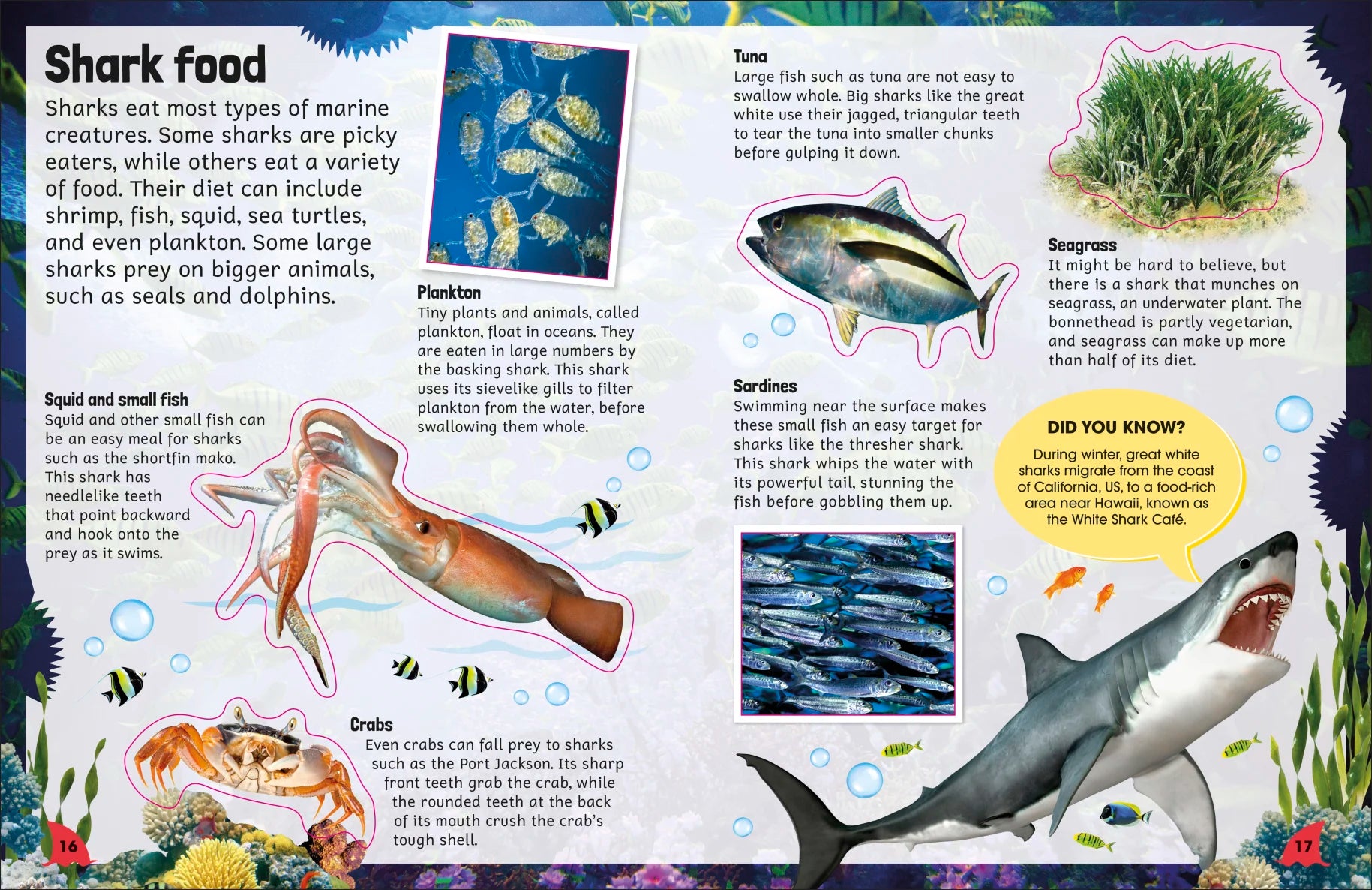 DK Sticker Encyclopedia Sharks