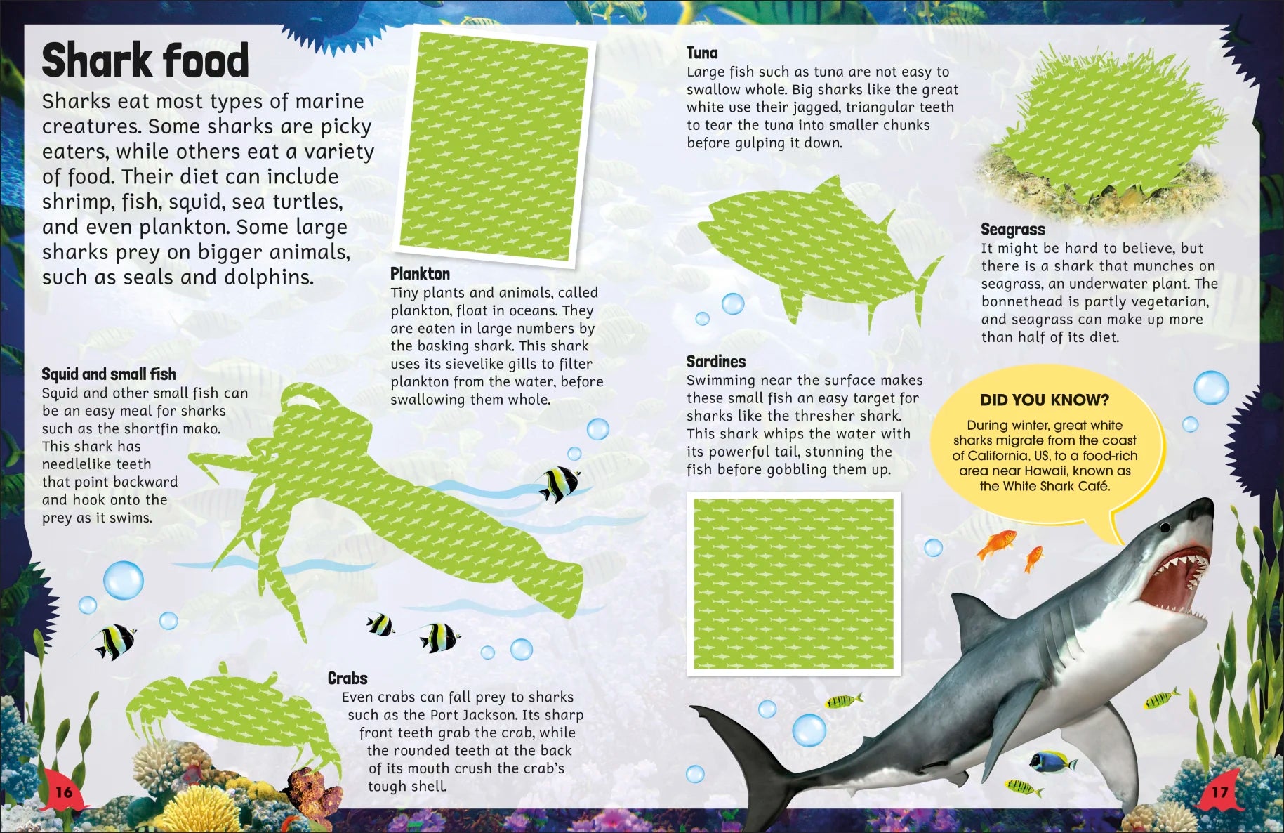 DK Sticker Encyclopedia Sharks