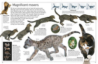 DK My Book of Cats and Kittens