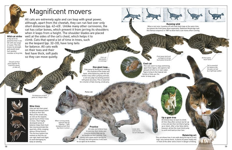 DK My Book of Cats and Kittens