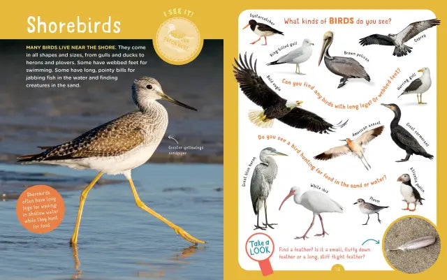 Backpack Explorer Beach Walk