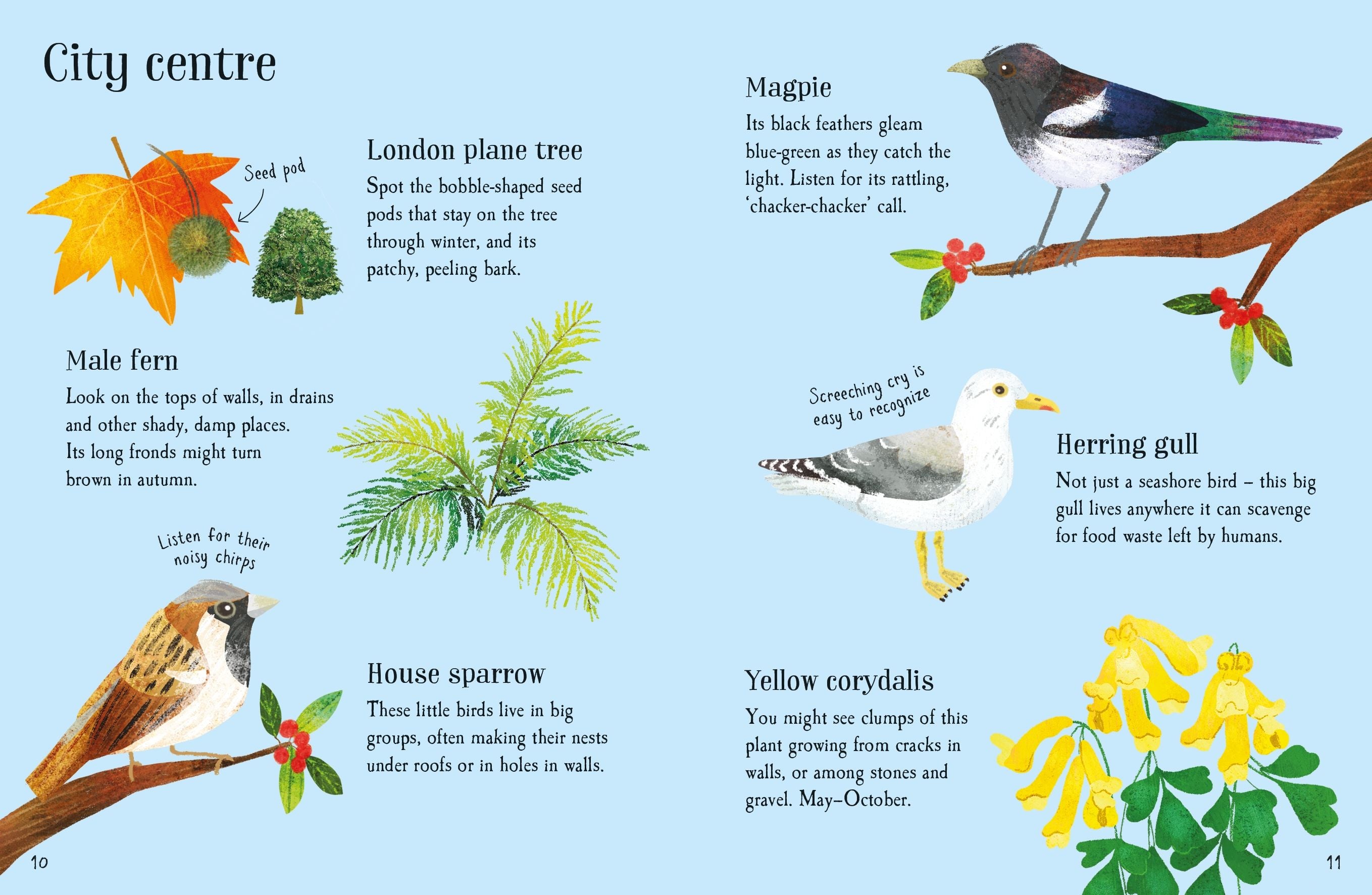 Usborne Minis Urban Wildlife to Spot
