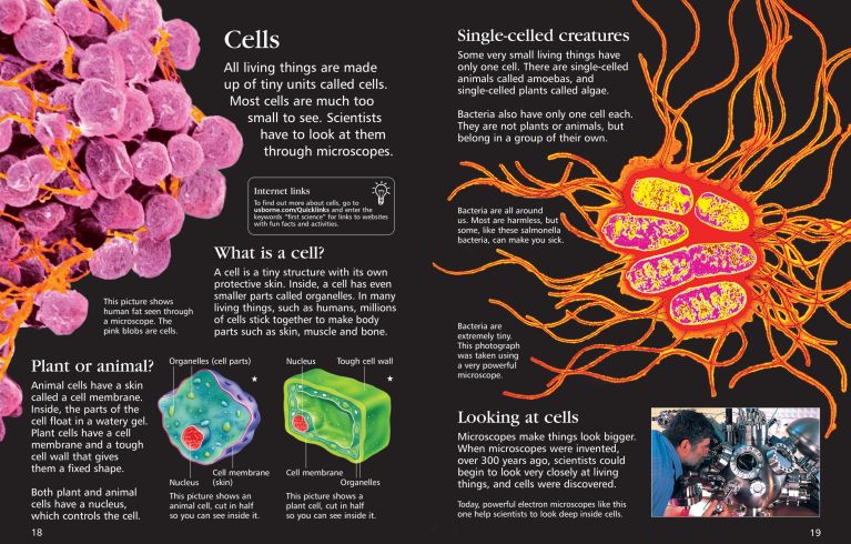 First Encyclopedia of Science - Usborne
