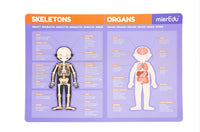mierEdu Human Anatomy Magnetic Pad