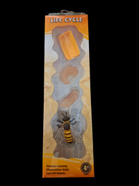 Bee Life Cycle