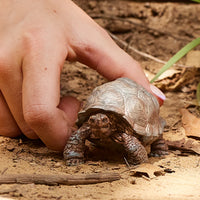 Giant Tortoise - Schleich Wild Life 14824