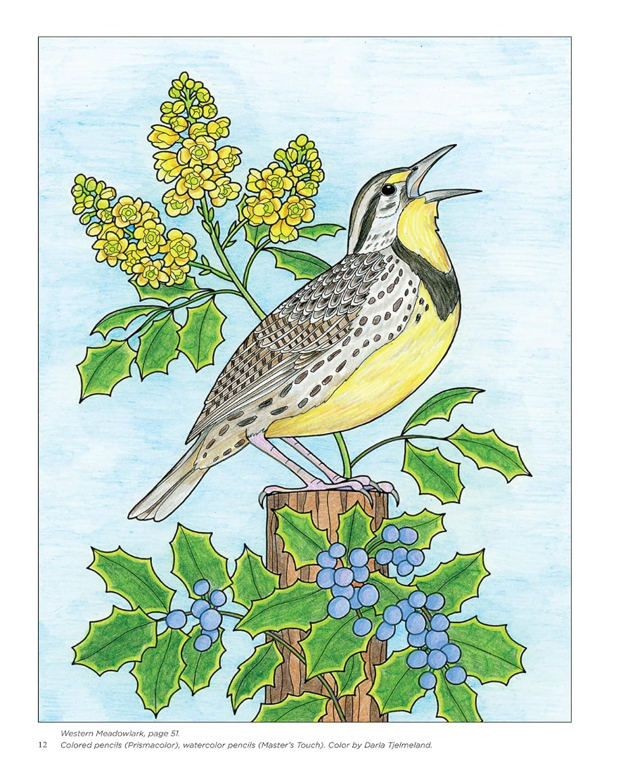 Birds At Home Colouring (Revised Edition)