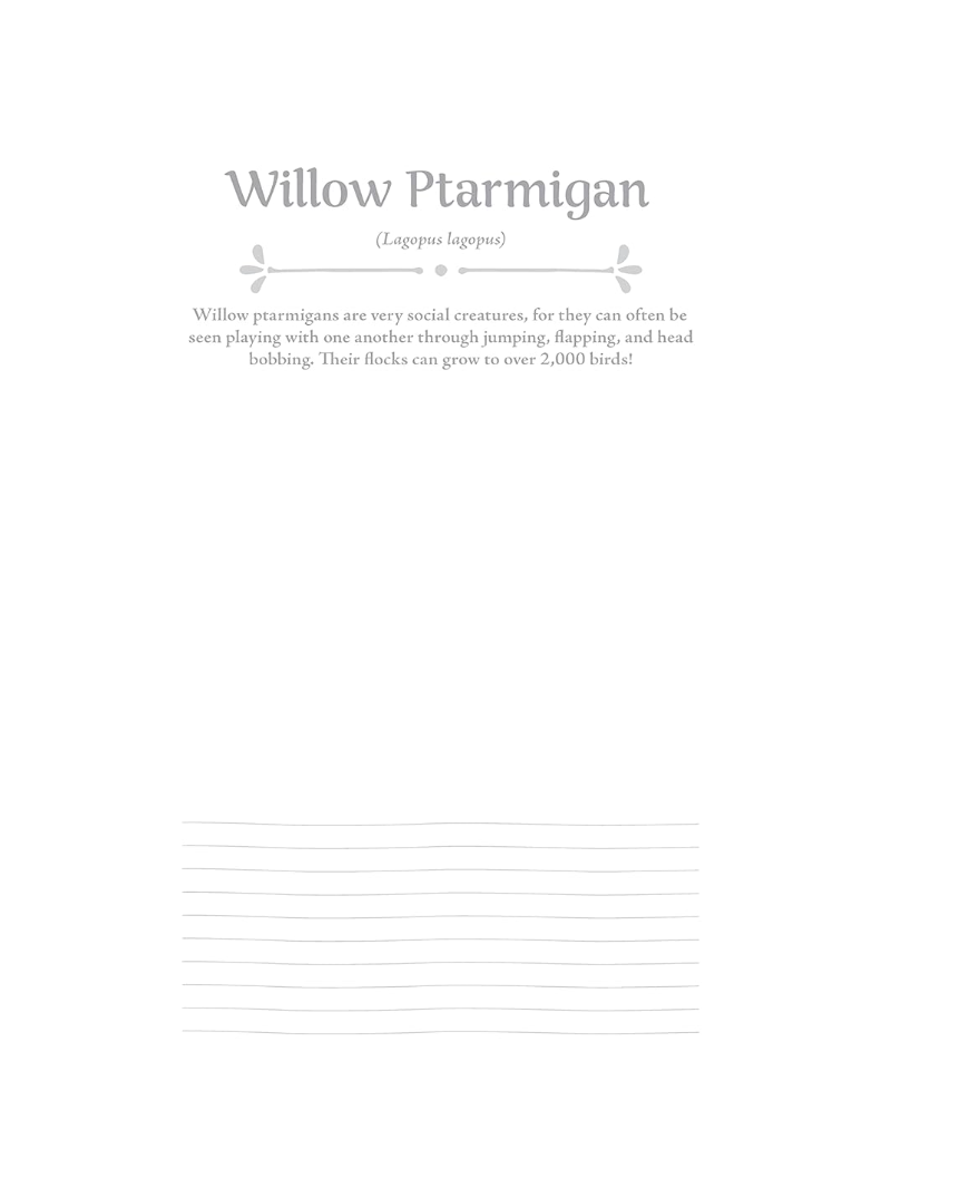 Birds At Home Colouring (Revised Edition)