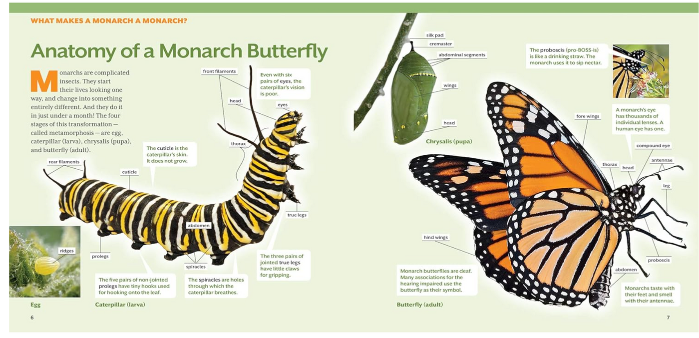 How to Raise Monarch Butterflies : A Step-by-Step Guide for Kids