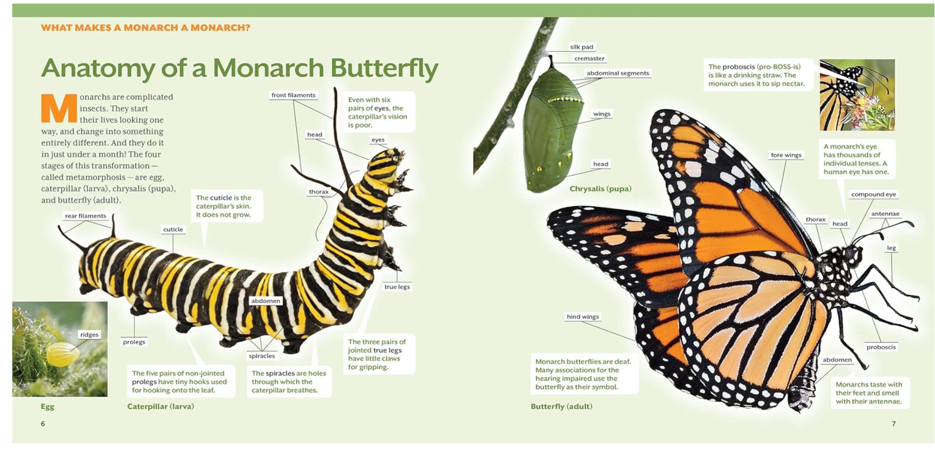 How to Raise Monarch Butterflies : A Step-by-Step Guide for Kids