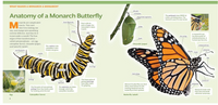 How to Raise Monarch Butterflies : A Step-by-Step Guide for Kids