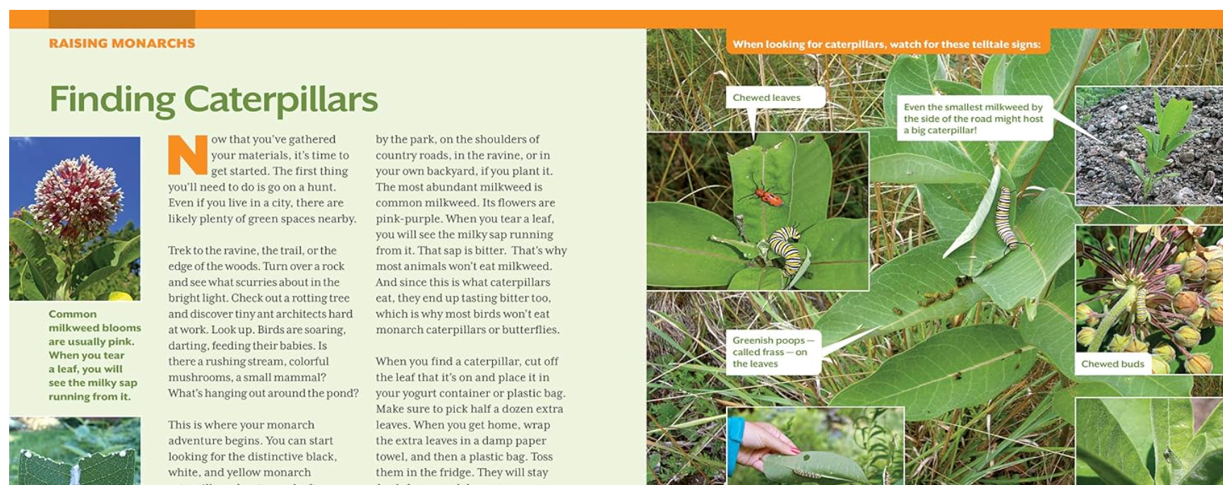 How to Raise Monarch Butterflies : A Step-by-Step Guide for Kids
