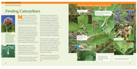 How to Raise Monarch Butterflies : A Step-by-Step Guide for Kids