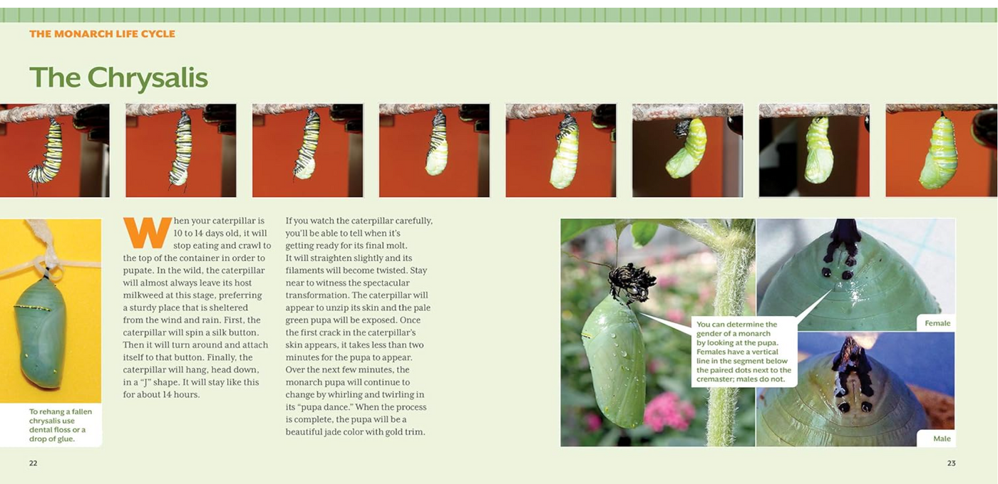 How to Raise Monarch Butterflies : A Step-by-Step Guide for Kids