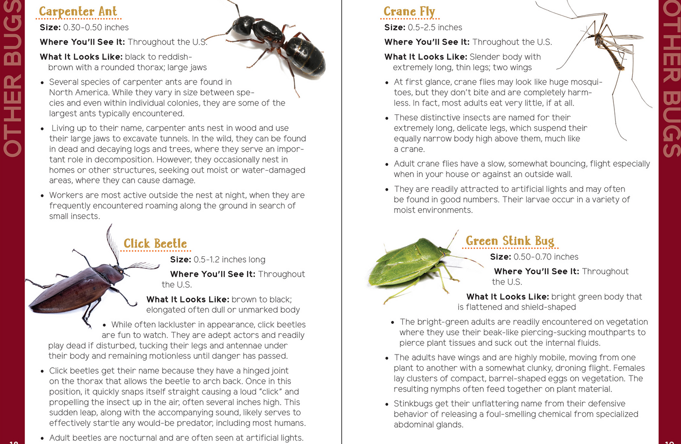 An Introduction to Entomology Insects & Bugs for Kids