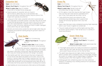 An Introduction to Entomology Insects & Bugs for Kids