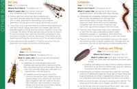 An Introduction to Entomology Insects & Bugs for Kids
