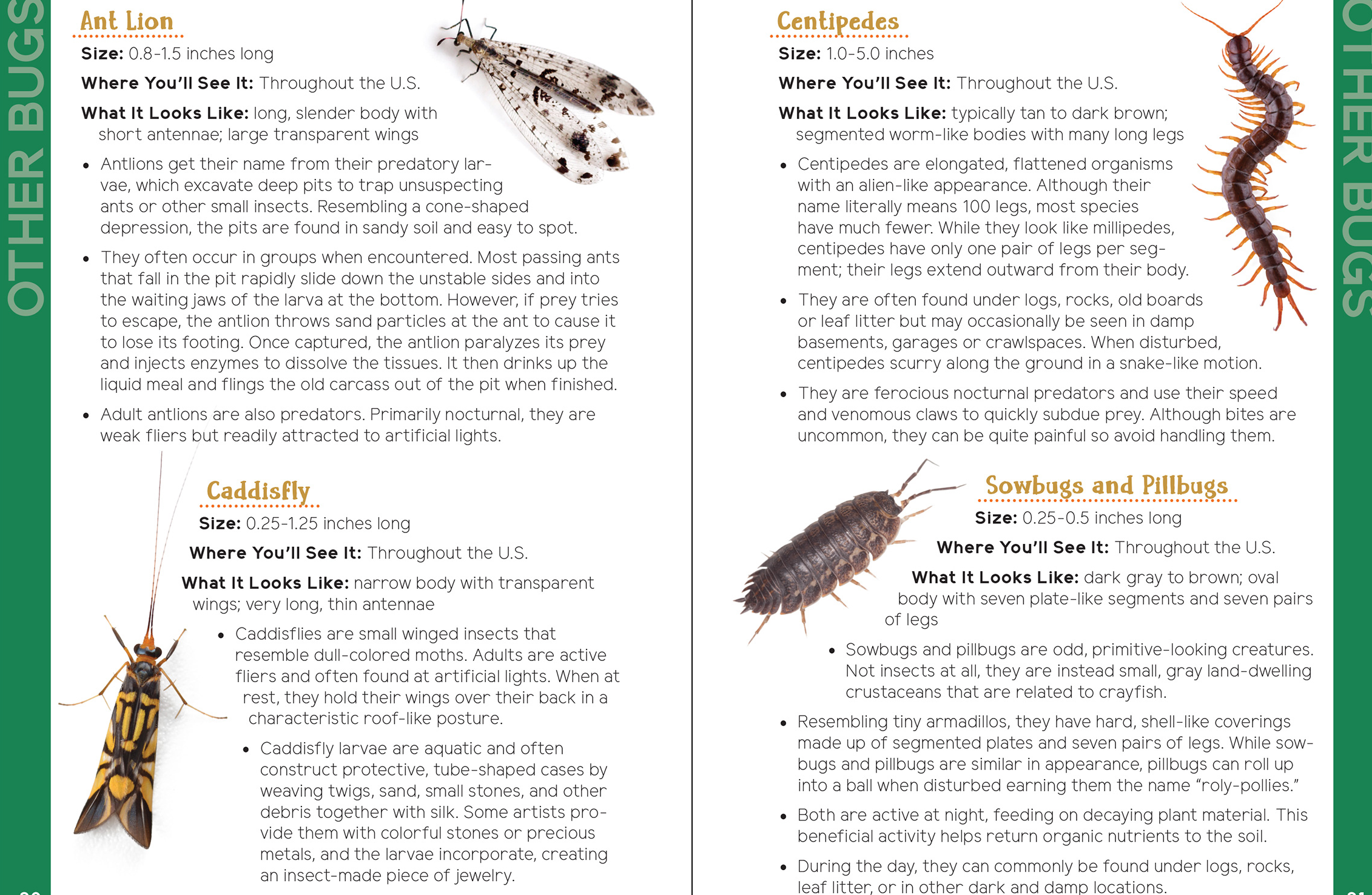 An Introduction to Entomology Insects & Bugs for Kids