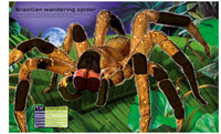 Usborne Build  Your Own Deadly Animals  Sticker Book
