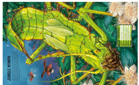 Usborne Build  Your Own Giant Bugs Sticker Book