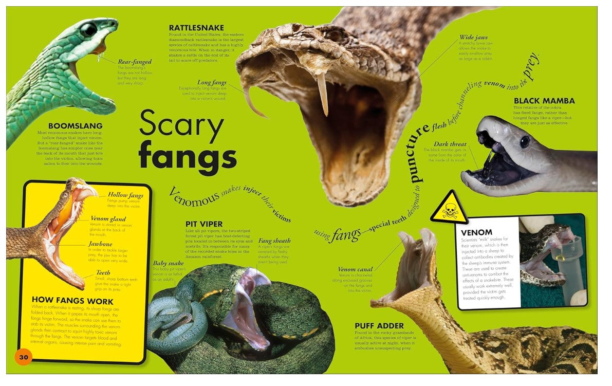 DK Everything You Need to Know About Snakes and Other Scaly Reptiles