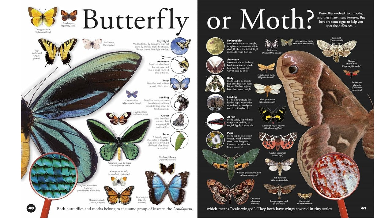 DK Everything You Need to Know About Bugs