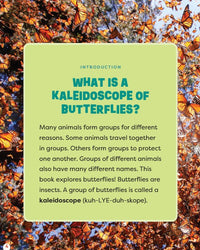 Eric Geron A Kaleidoscope of Butterflies