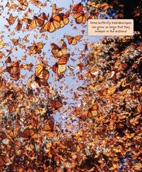 Eric Geron A Kaleidoscope of Butterflies