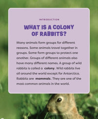 Dnielle Denega A Colony of Rabbits