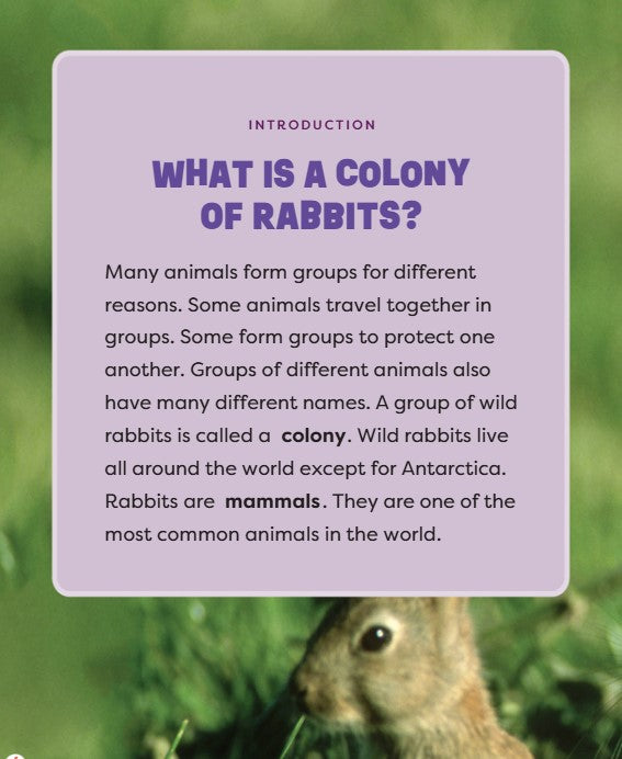 Dnielle Denega A Colony of Rabbits