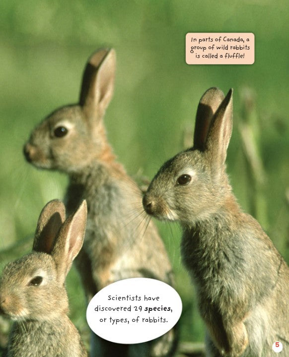 Dnielle Denega A Colony of Rabbits