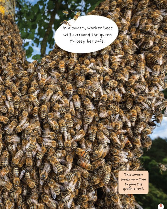 Claire Caprioli A Swarm of Bees