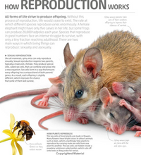 DK Smithsonian Explanatorium of Nature