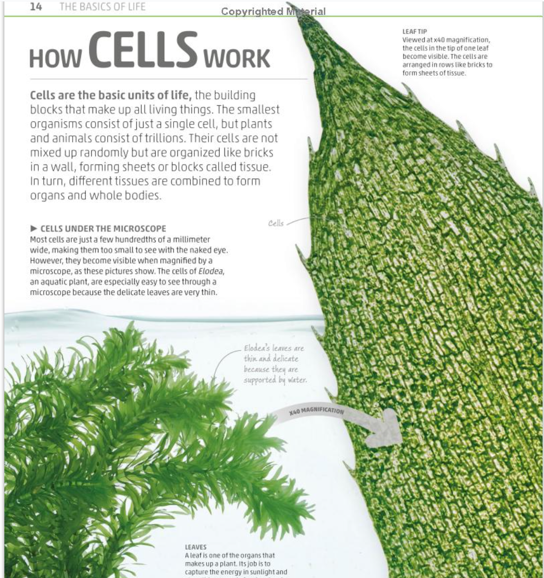 DK Smithsonian Explanatorium of Nature