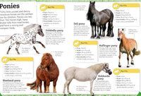 DK My Book of Horses & Ponies