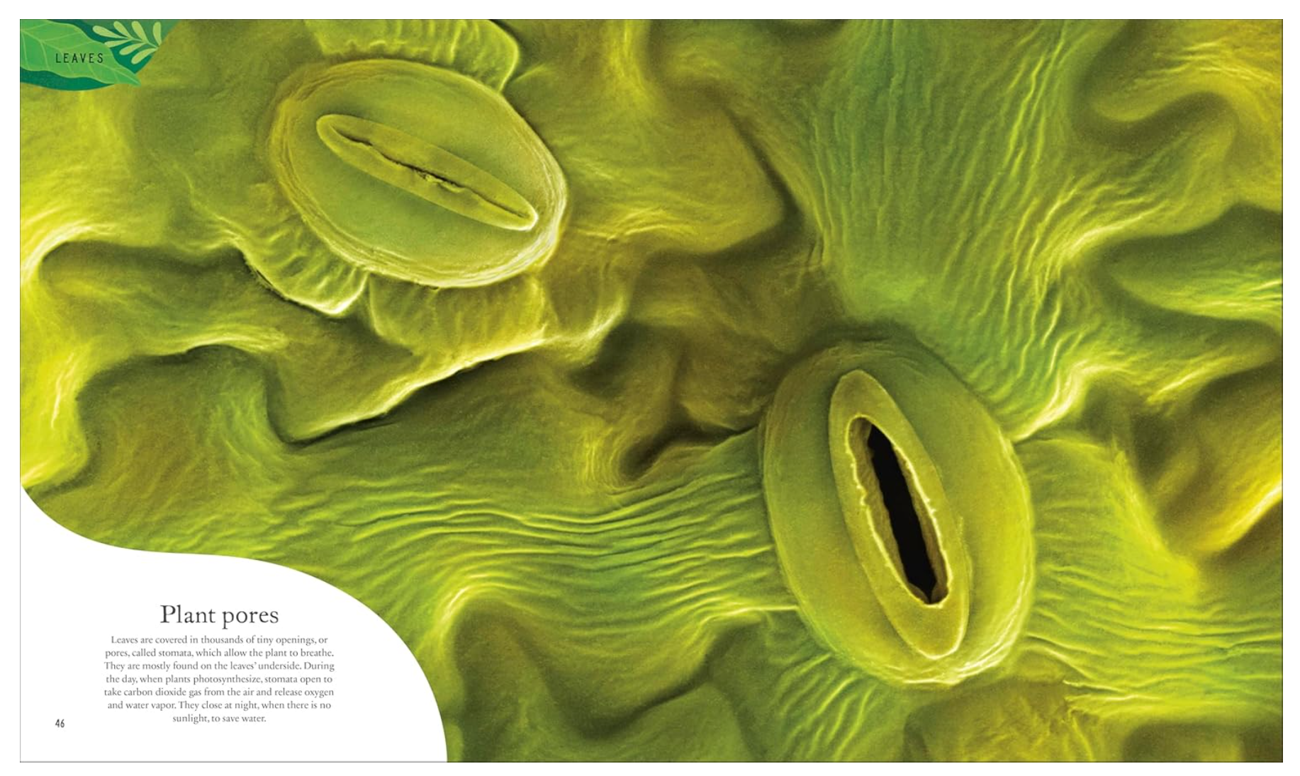 DK Books The Secret World of Plants